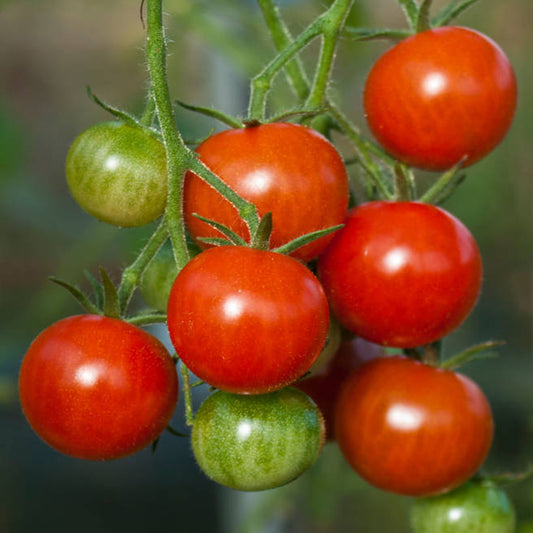 Tomatoes Gardeners Delight