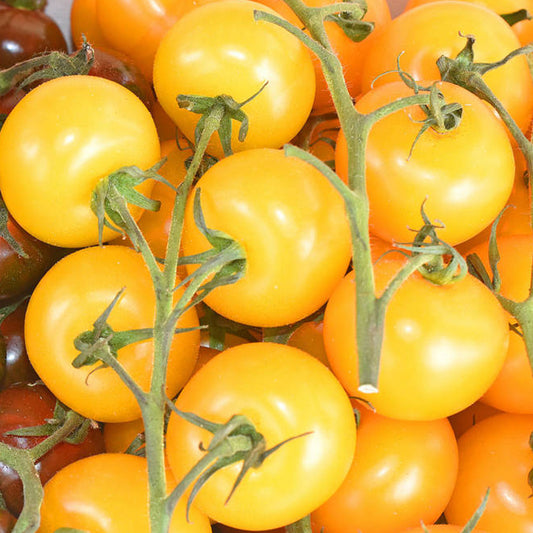 Tomatoes Golden Sunrise