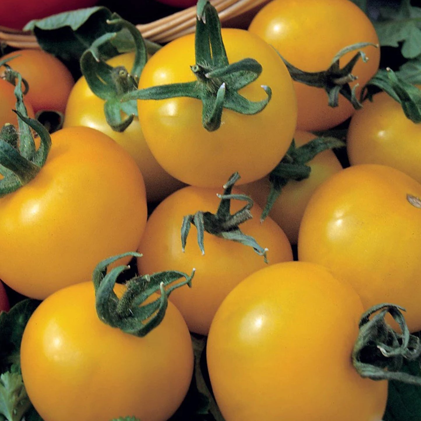 Tomatoes Golden Sunrise