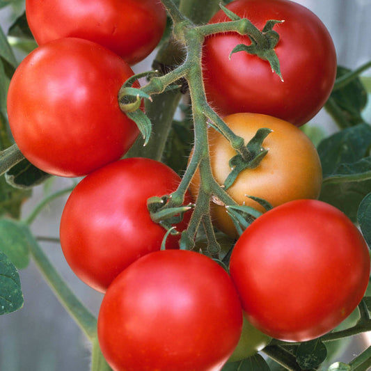 Tomatoes Moneymaker