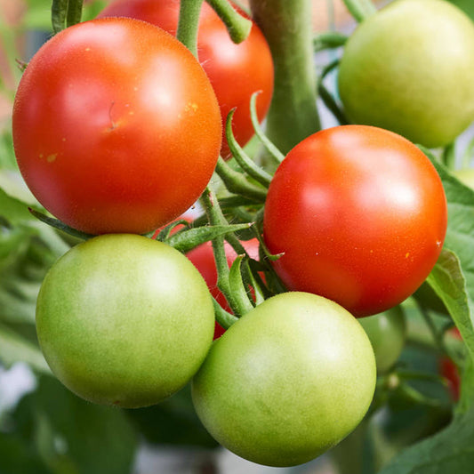 Tomatoes Shirley