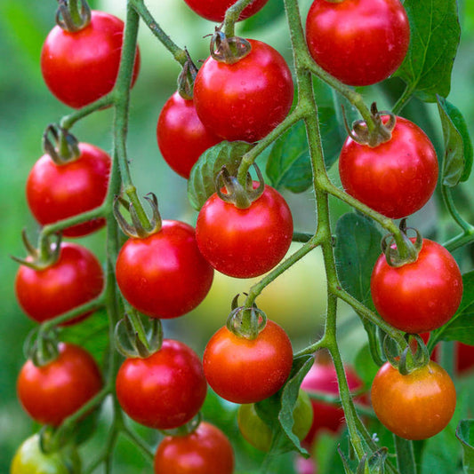 Tomatoes Supersweet