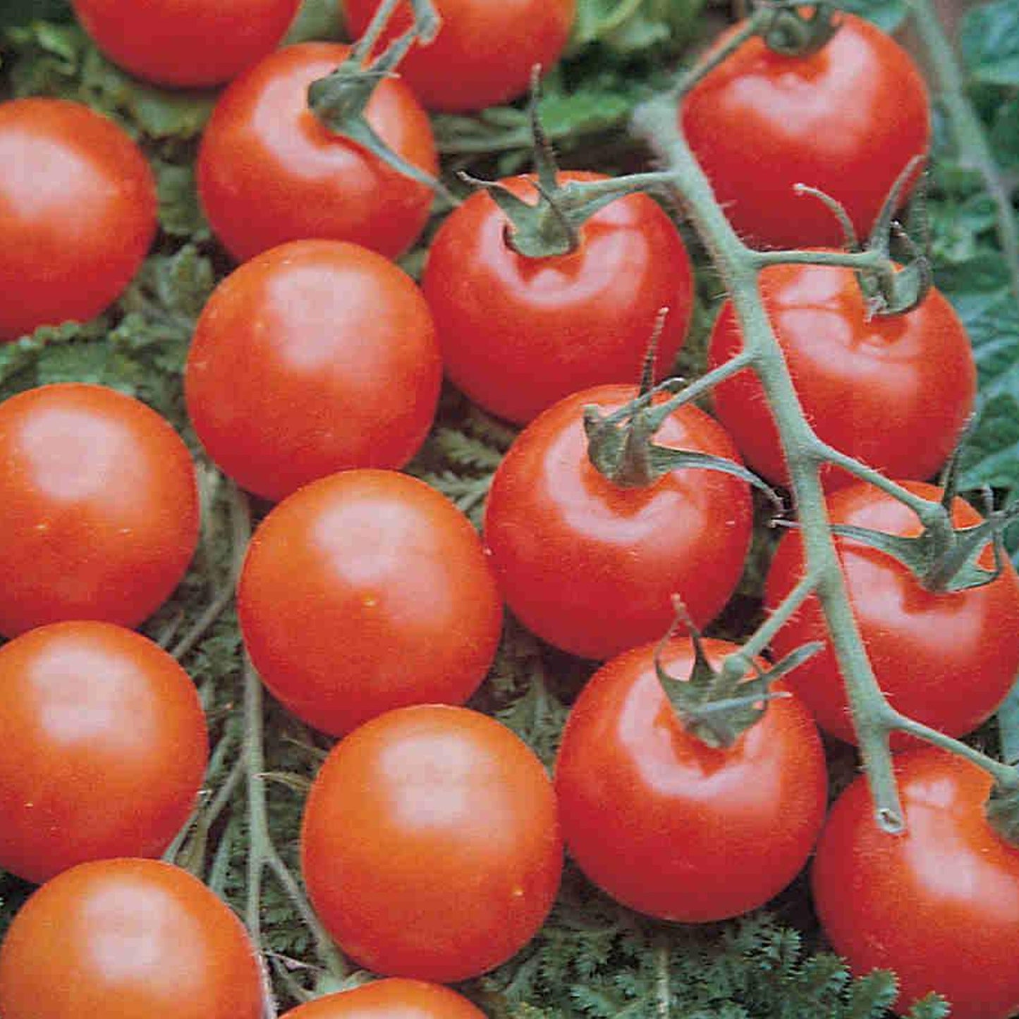 Tomatoes Supersweet