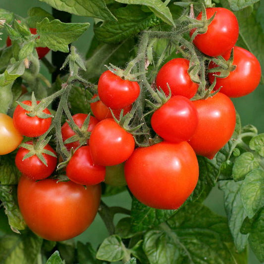 Tomatoes Totem