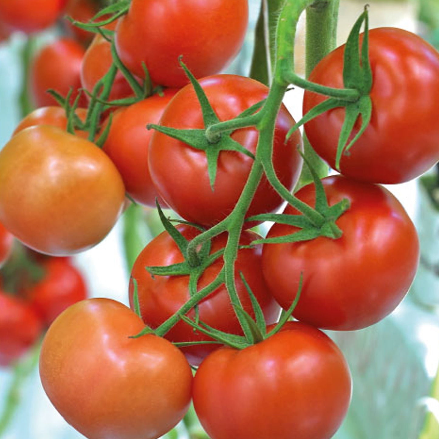 Tomatoes Tremolo