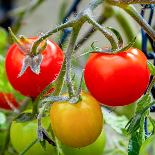 Tomatoes Tumbling Tom