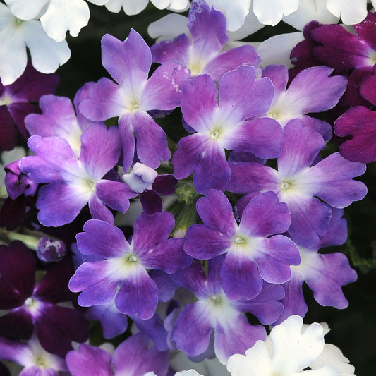 Bedding Plants - Verbena Quartz XP Blue (6 Pack)