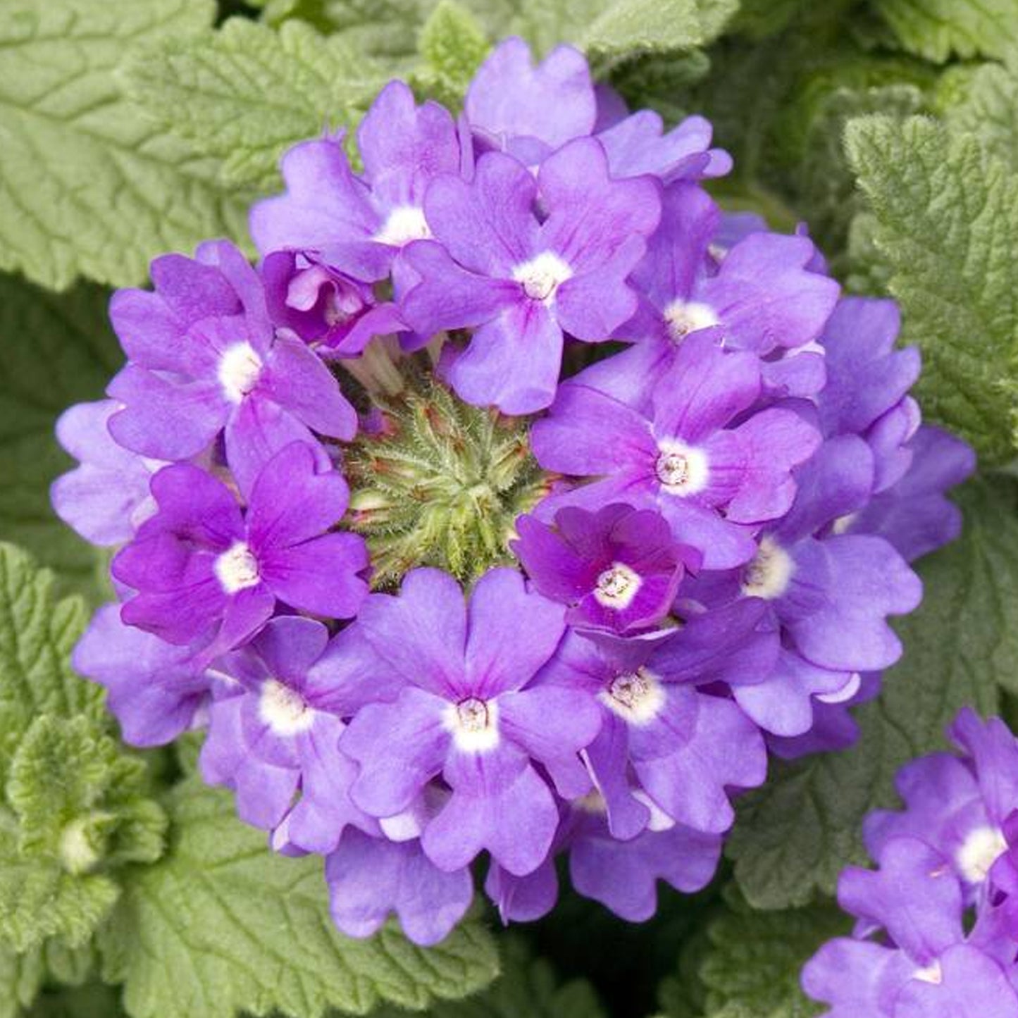Bedding Plants - Verbena Quartz XP Blue (6 Pack)