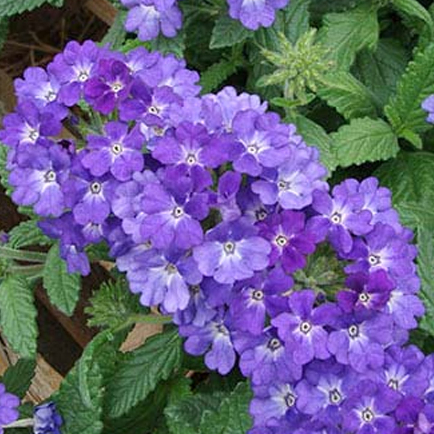 Bedding Plants - Verbena Quartz XP Blue (6 Pack)