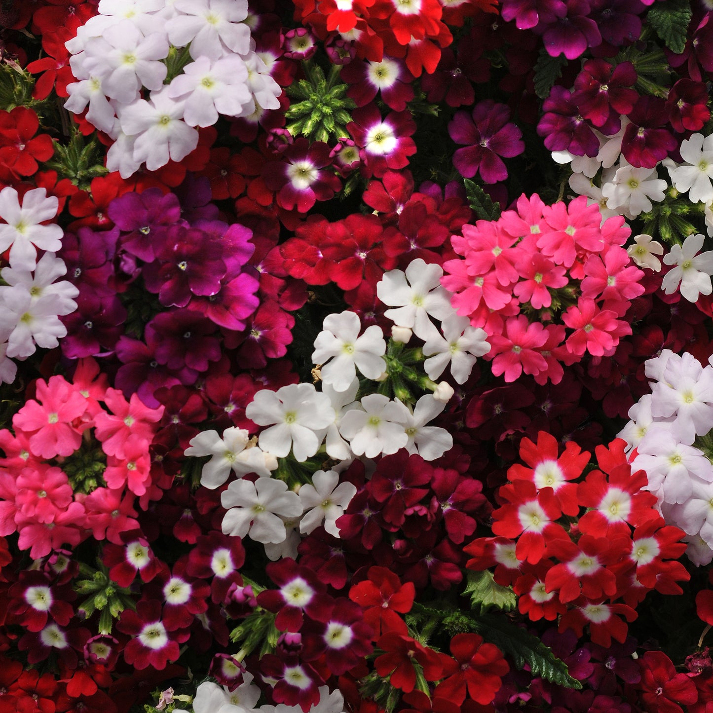 Bedding Plants - Verbena Quartz XP Mixed (6 Pack)