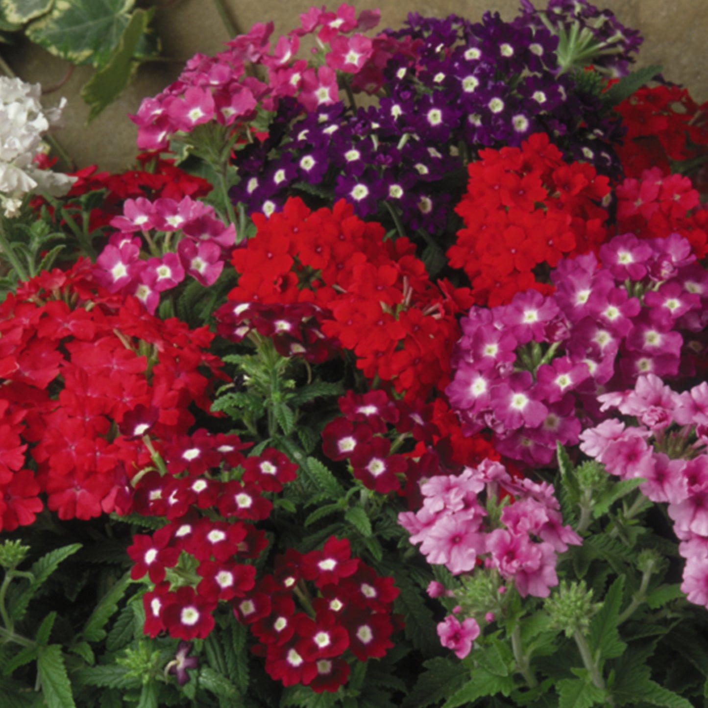 Bedding Plants - Verbena Quartz XP Mixed (6 Pack)