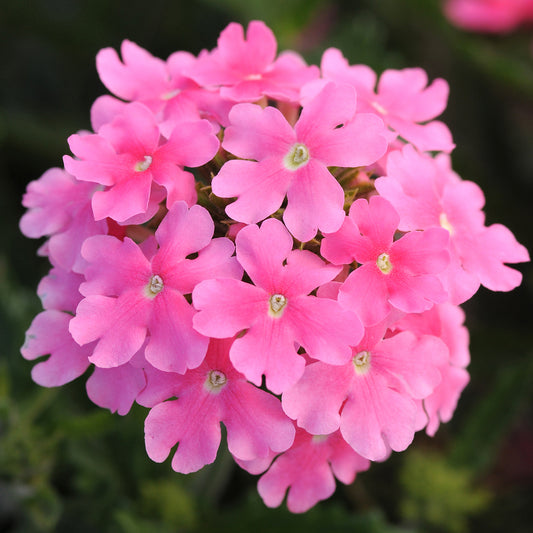 Bedding Plants - Verbena Quartz XP Pink (6 Pack)