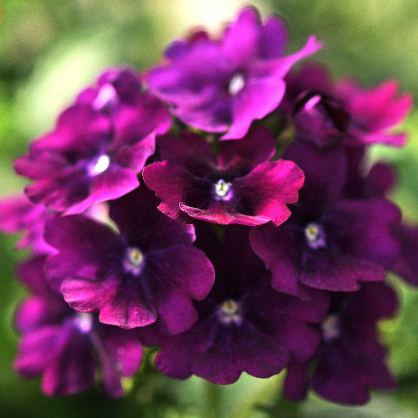 Bedding Plants - Verbena Quartz XP Purple (6 Pack)