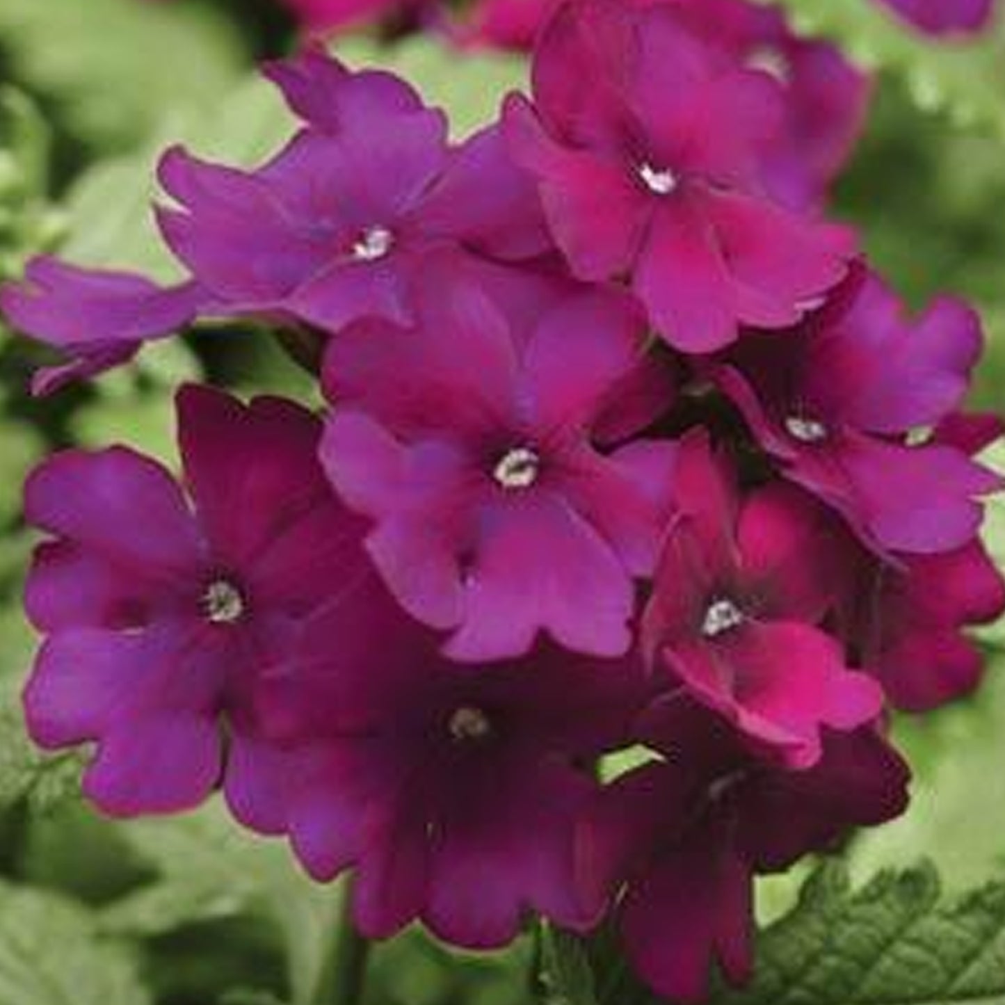 Bedding Plants - Verbena Quartz XP Purple (6 Pack)