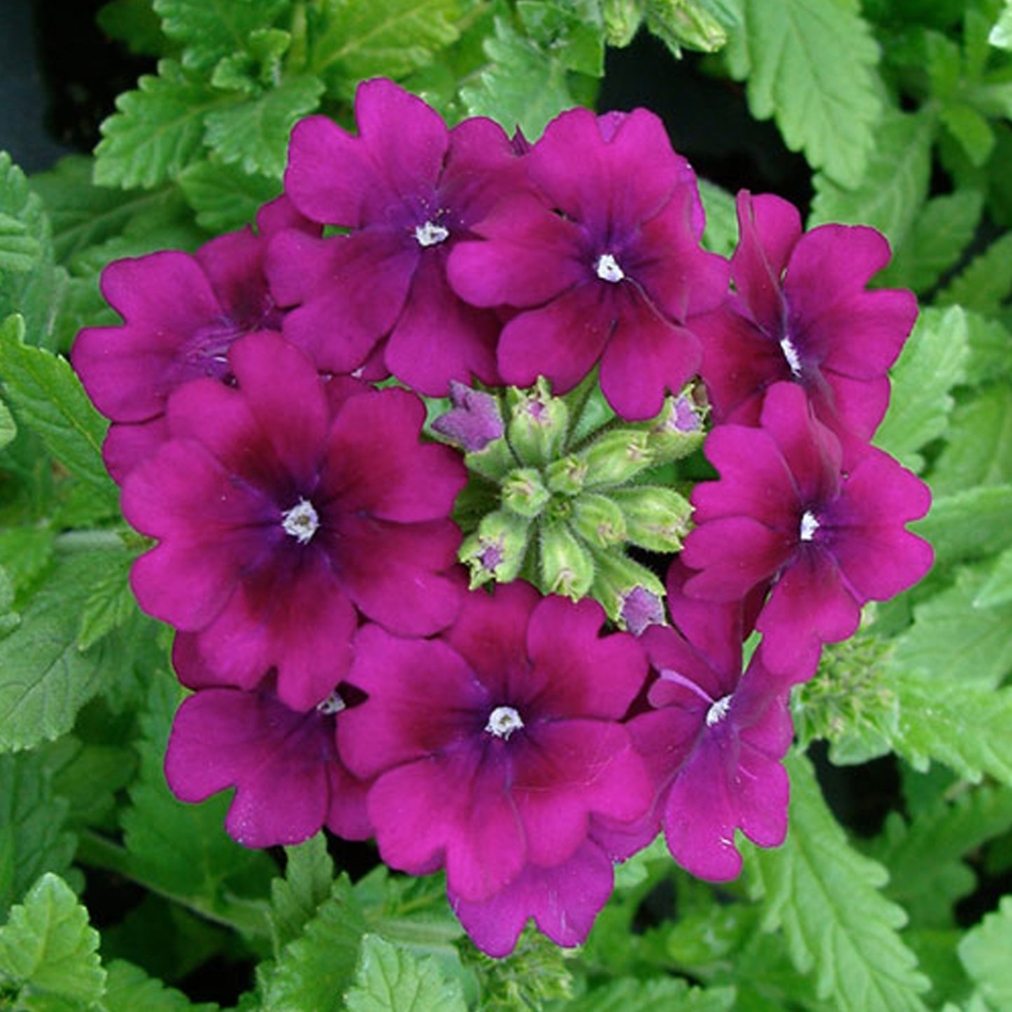 Bedding Plants - Verbena Quartz XP Purple (6 Pack)