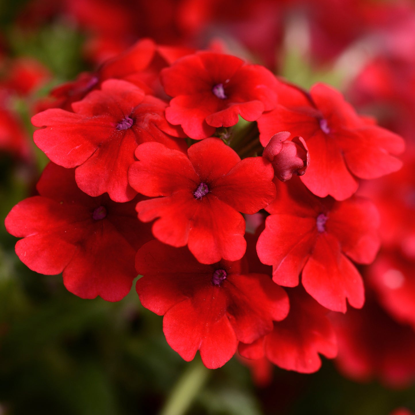 Bedding Plants - Verbena Quartz XP Scarlet (6 Pack)