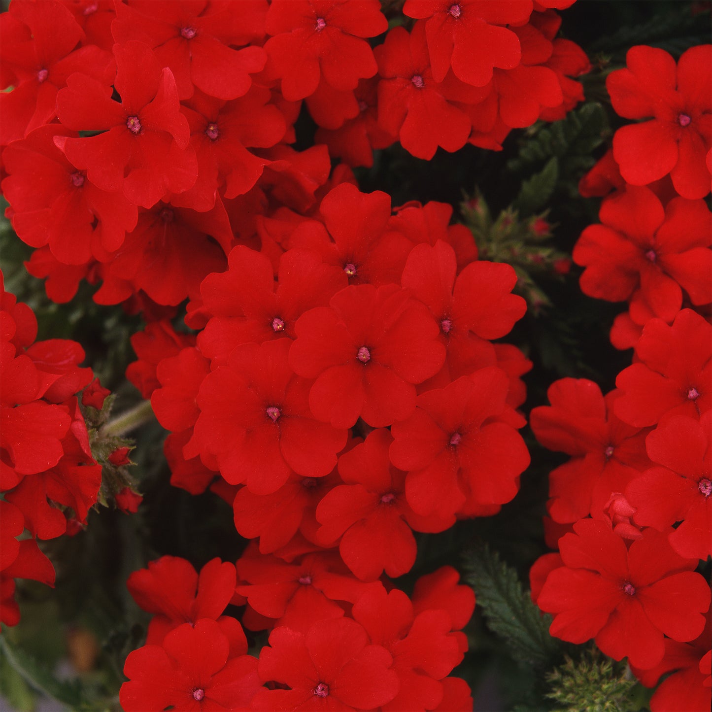 Bedding Plants - Verbena Quartz XP Scarlet (6 Pack)