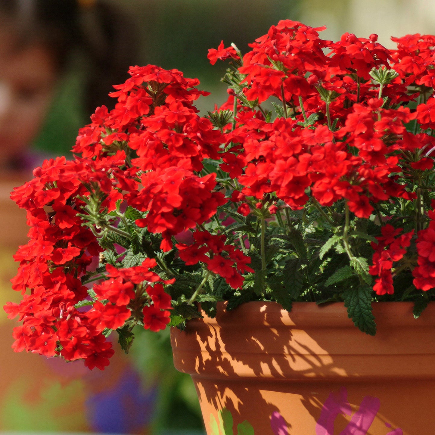 Bedding Plants - Verbena Quartz XP Scarlet (6 Pack)