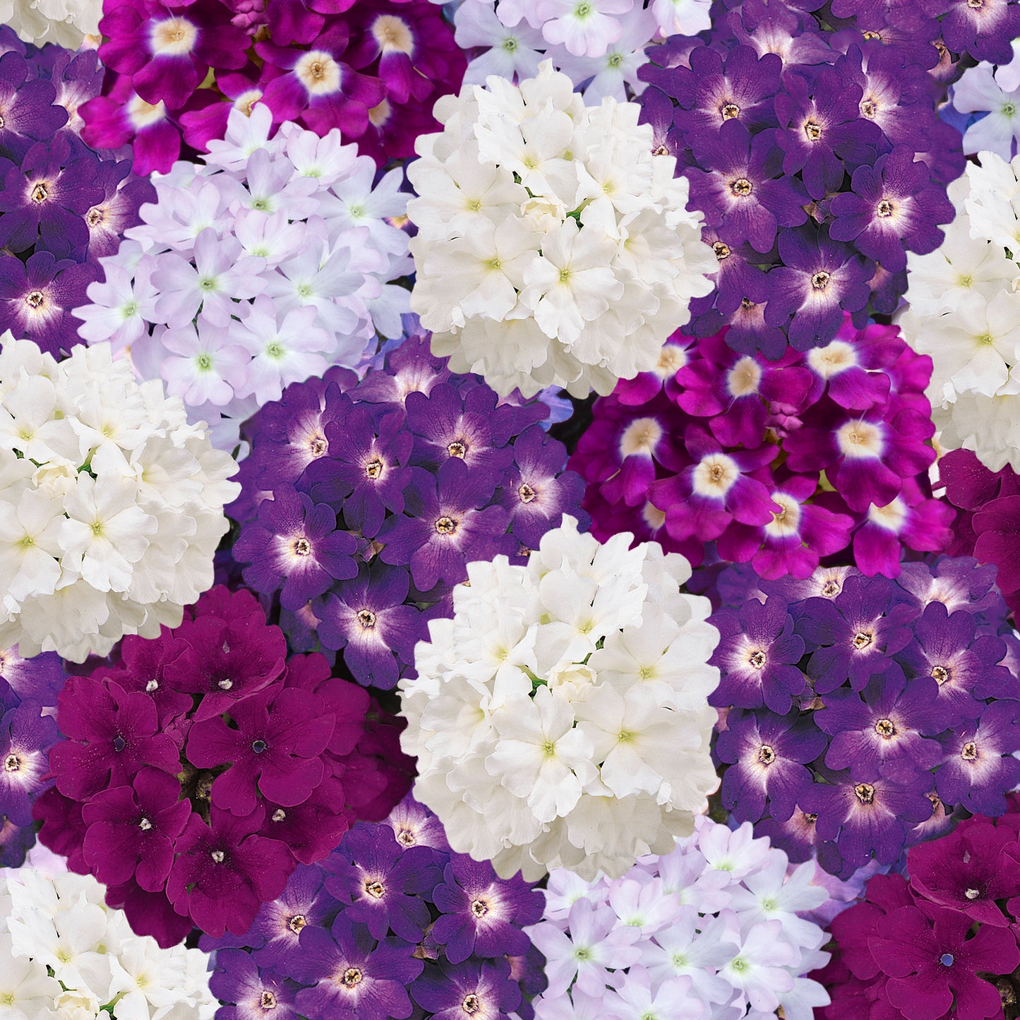 Bedding Plants - Verbena Quartz XP Waterfall Mixed (6 Pack)