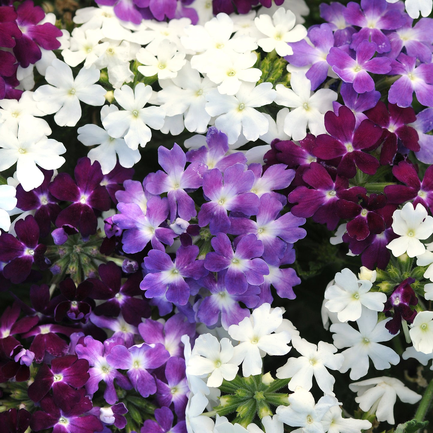 Bedding Plants - Verbena Quartz XP Waterfall Mixed (6 Pack)