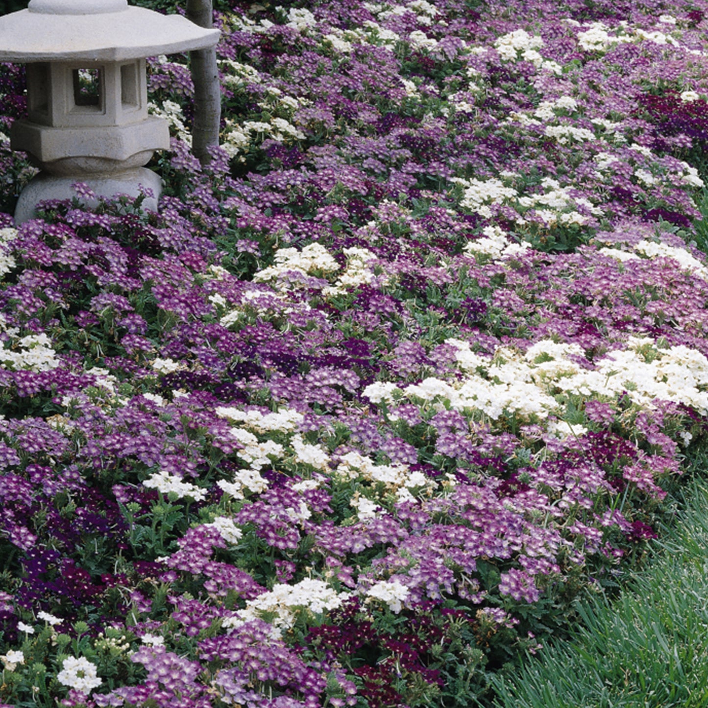 Bedding Plants - Verbena Quartz XP Waterfall Mixed (6 Pack)