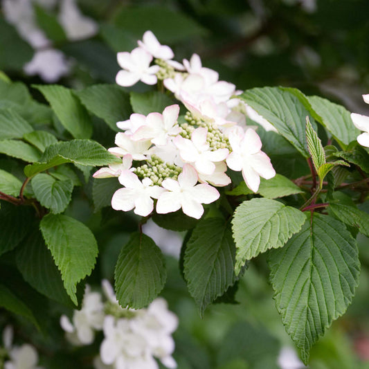 Viburnum Kilimanjaro Tree (10L, 5-6ft)