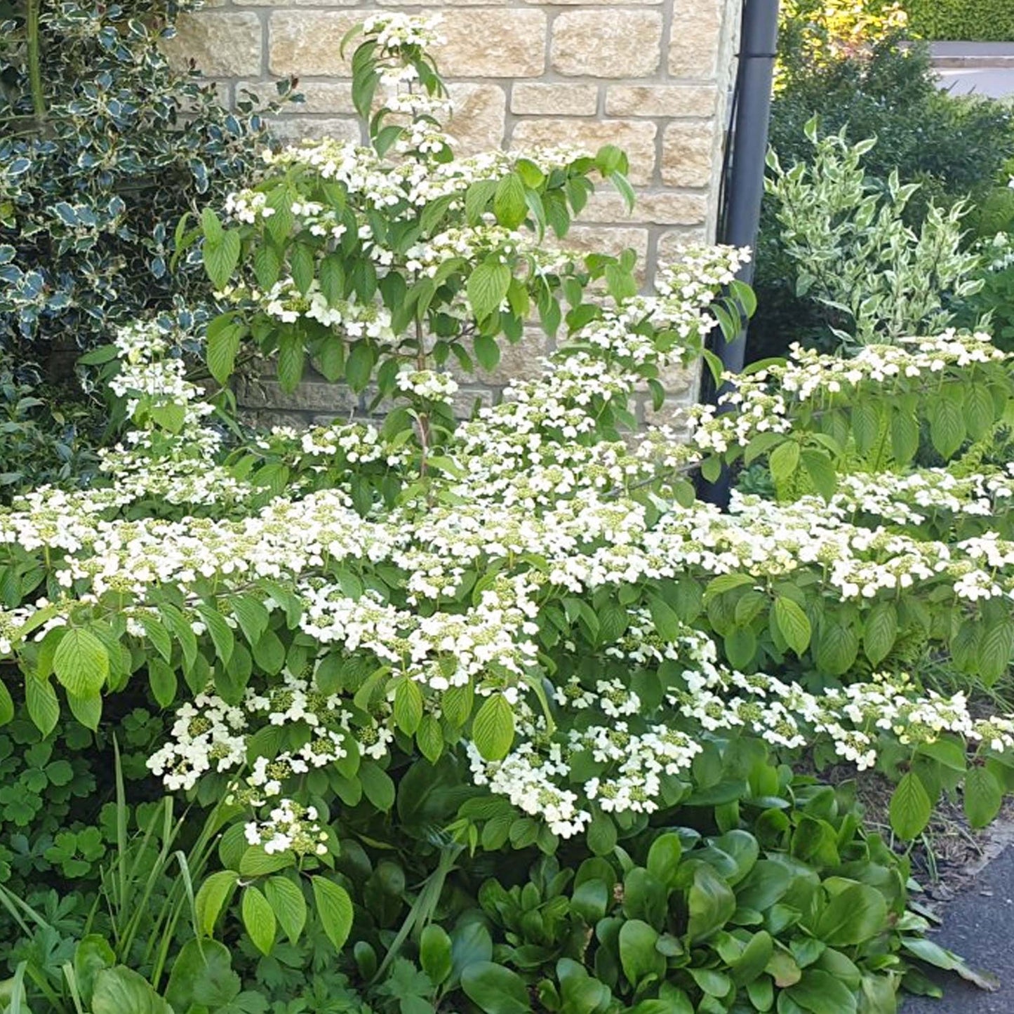 Viburnum Kilimanjaro Tree (10L, 5-6ft)