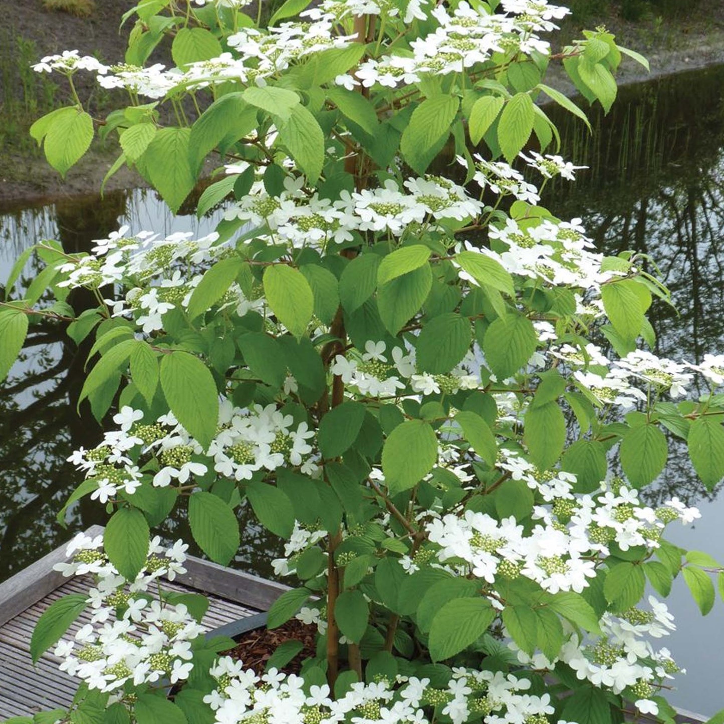 Viburnum Kilimanjaro Tree (10L, 5-6ft)