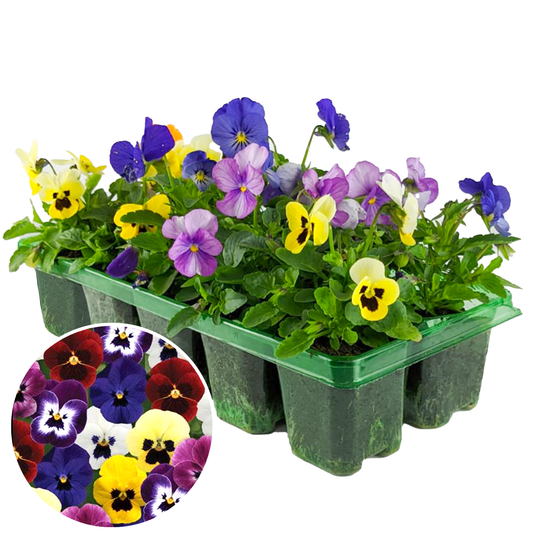 Bedding Plants - Viola Mix (10 Pack)
