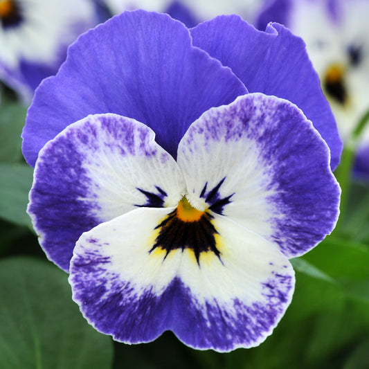 Bedding Plants - Viola Delft Blue (10 Pack)