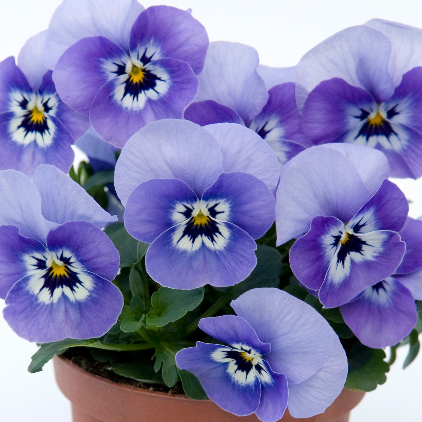 Bedding Plants - Viola Marina (10 Pack)