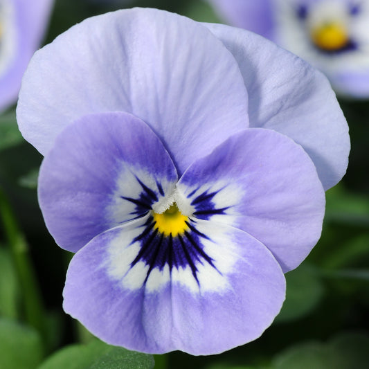 Bedding Plants - Viola Marina (10 Pack)