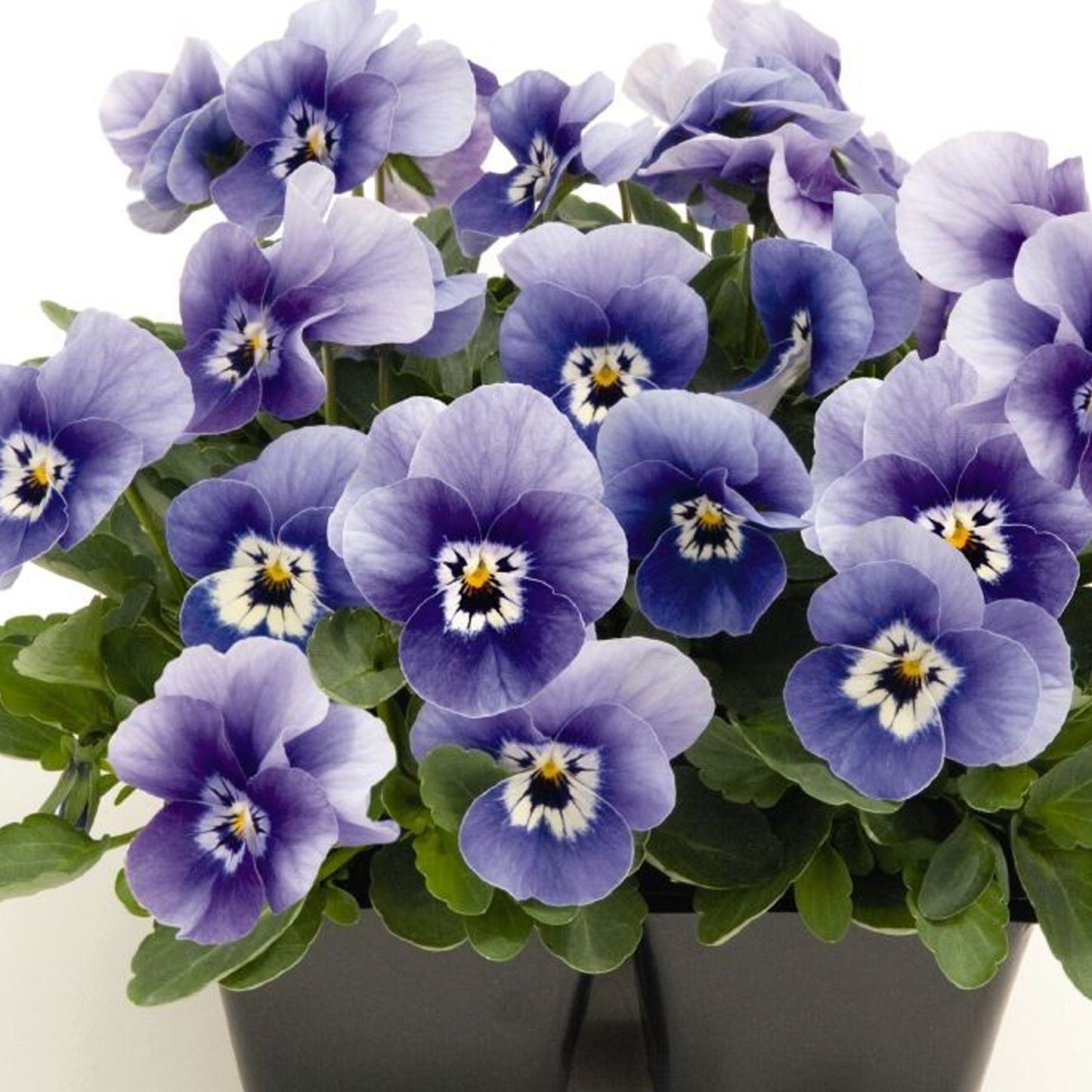 Bedding Plants - Viola Marina (10 Pack)