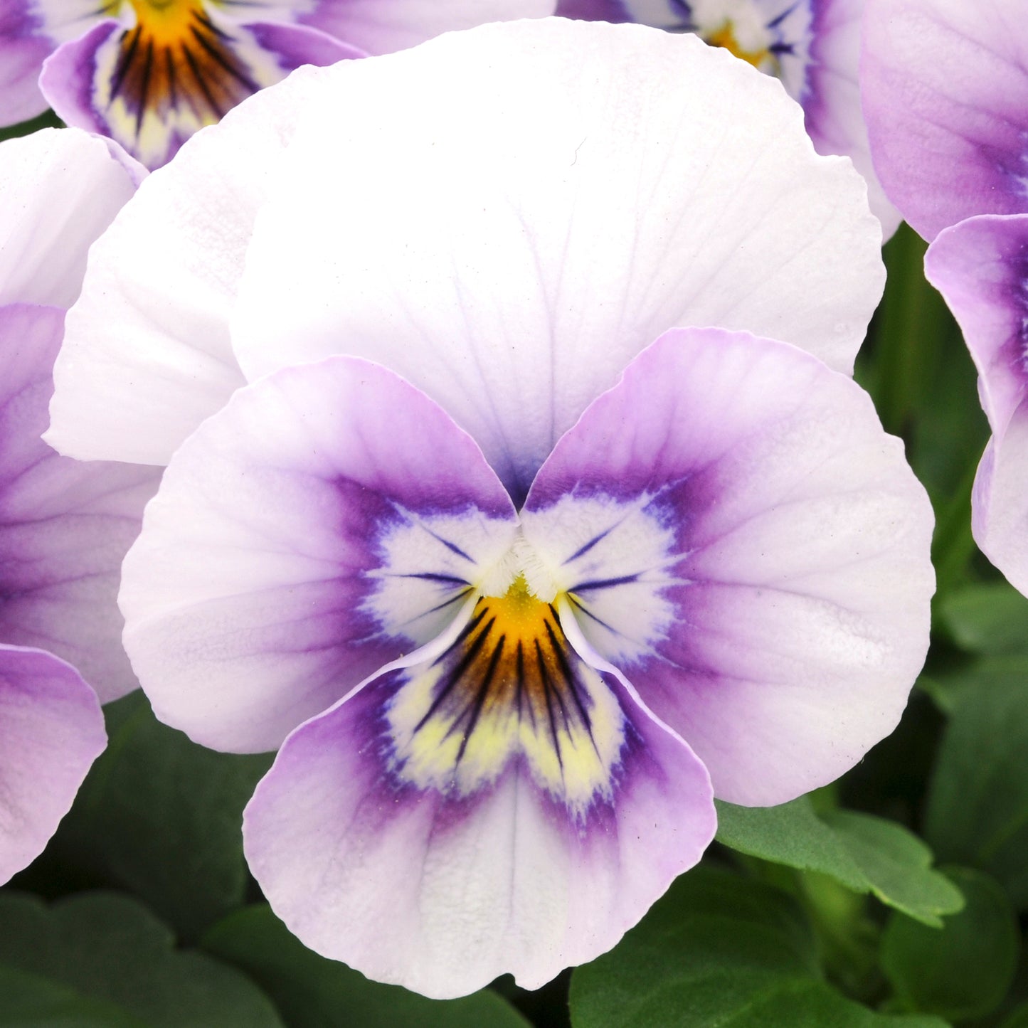 Bedding Plants - Viola Pink Halo (10 Pack)