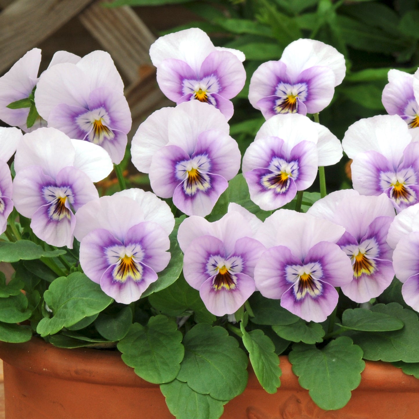 Bedding Plants - Viola Pink Halo (10 Pack)