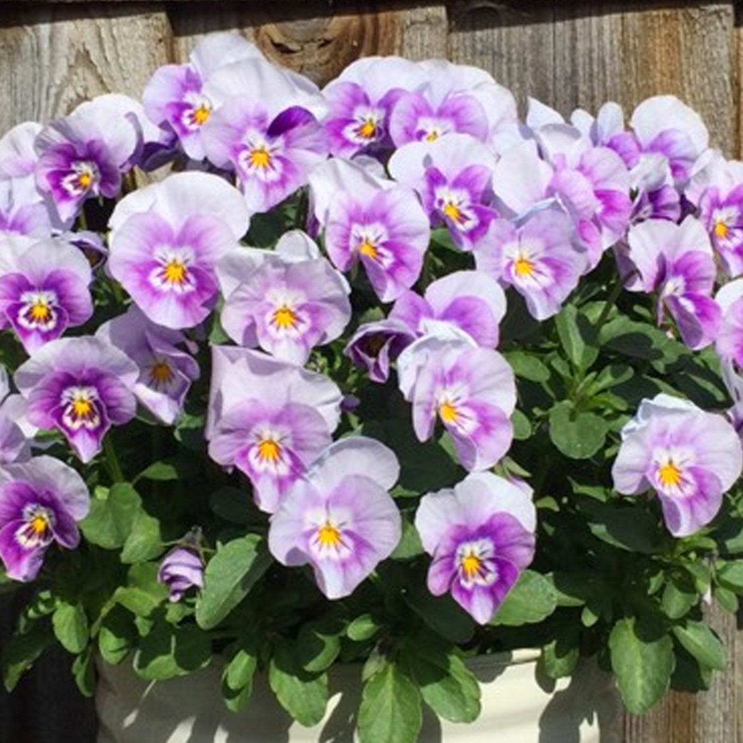 Bedding Plants - Viola Pink Halo (10 Pack)