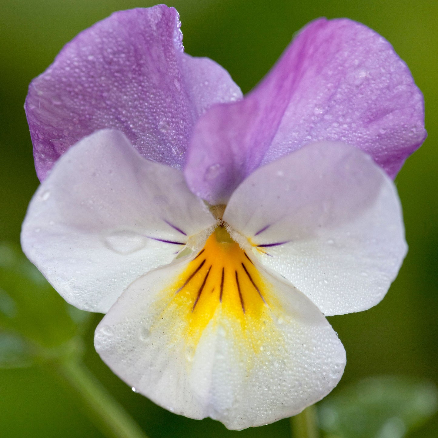 Bedding Plants - Viola Pink Wing (10 Pack)