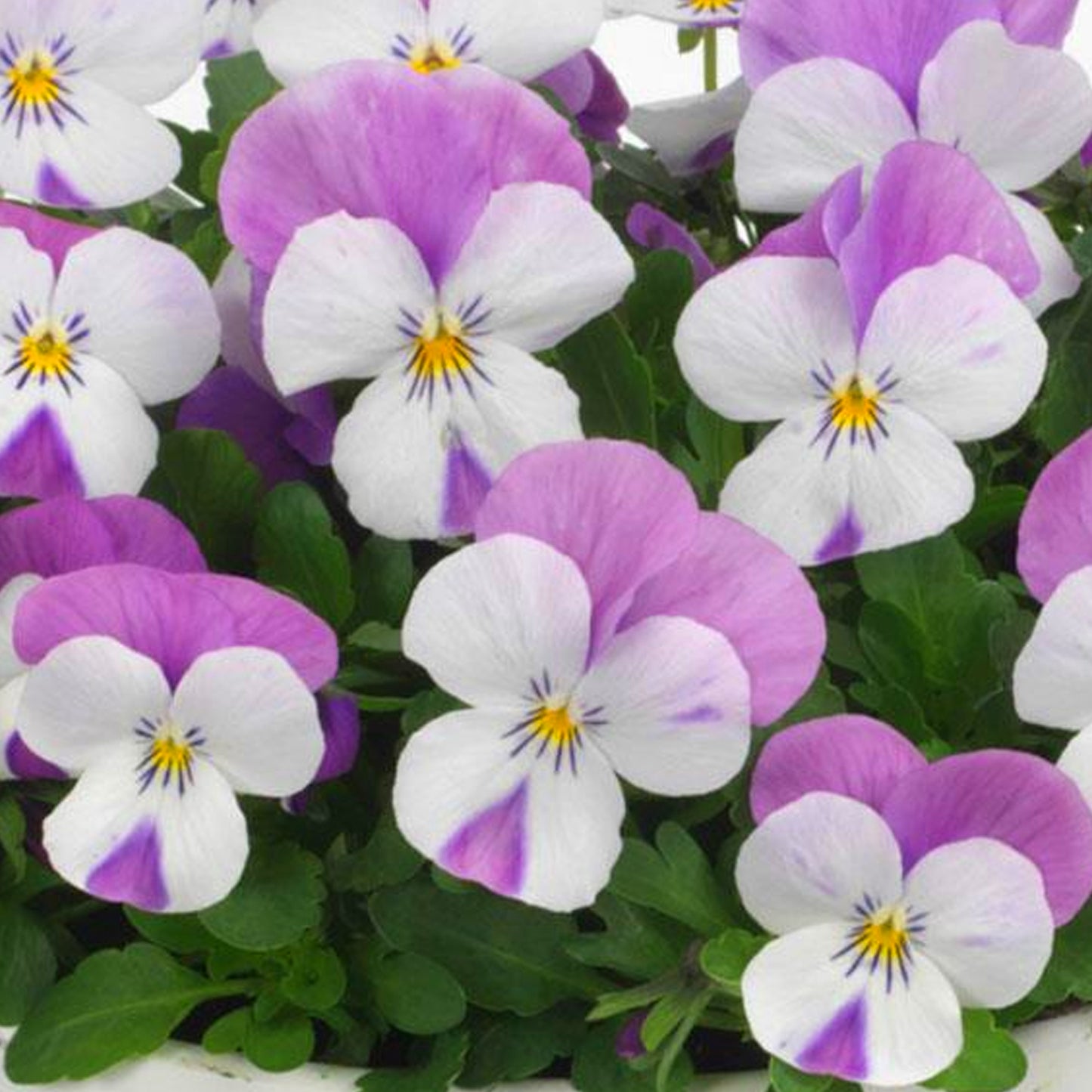 Bedding Plants - Viola Pink Wing (10 Pack)