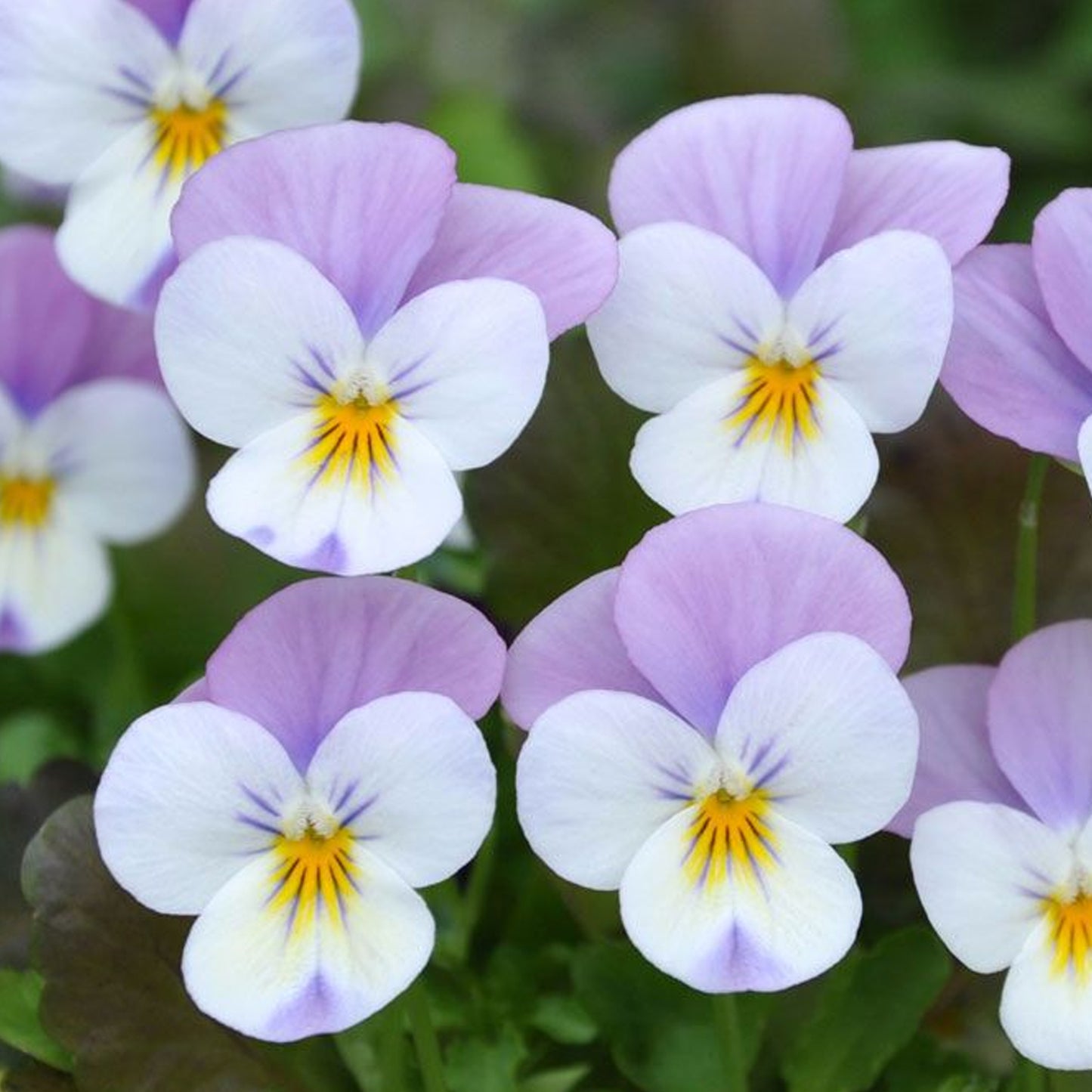 Bedding Plants - Viola Pink Wing (10 Pack)