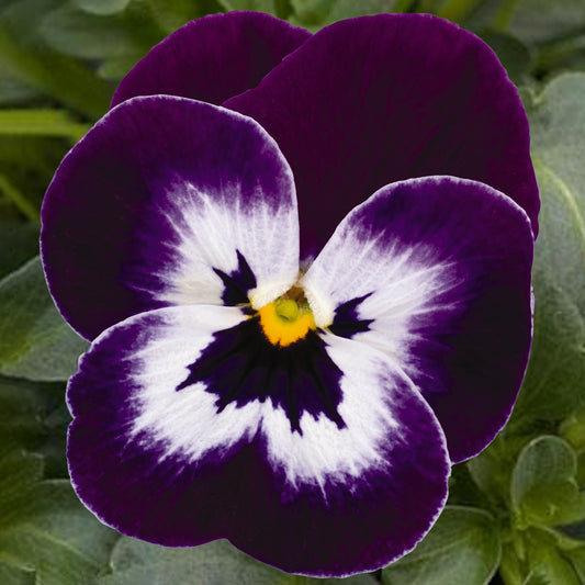 Bedding Plants - Viola Purple Face (10 Pack)