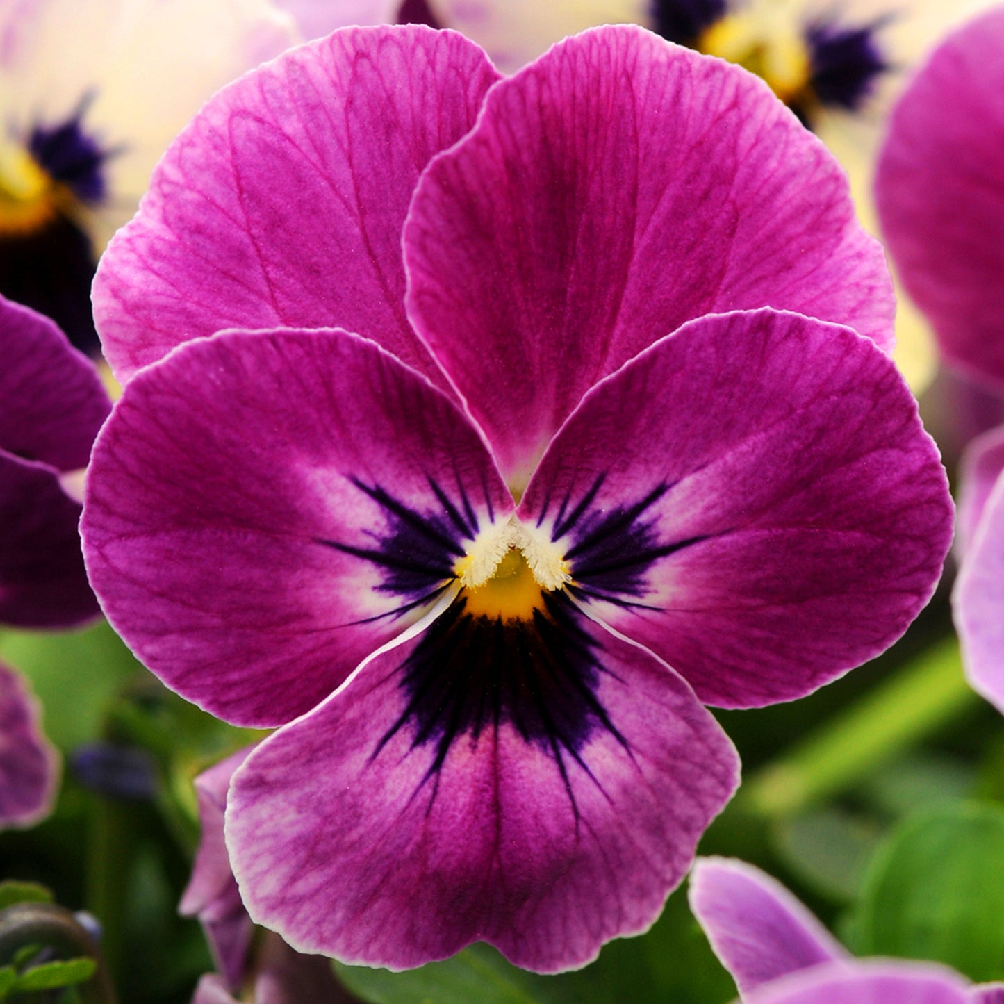 Bedding Plants - Viola Raspberry (10 Pack)