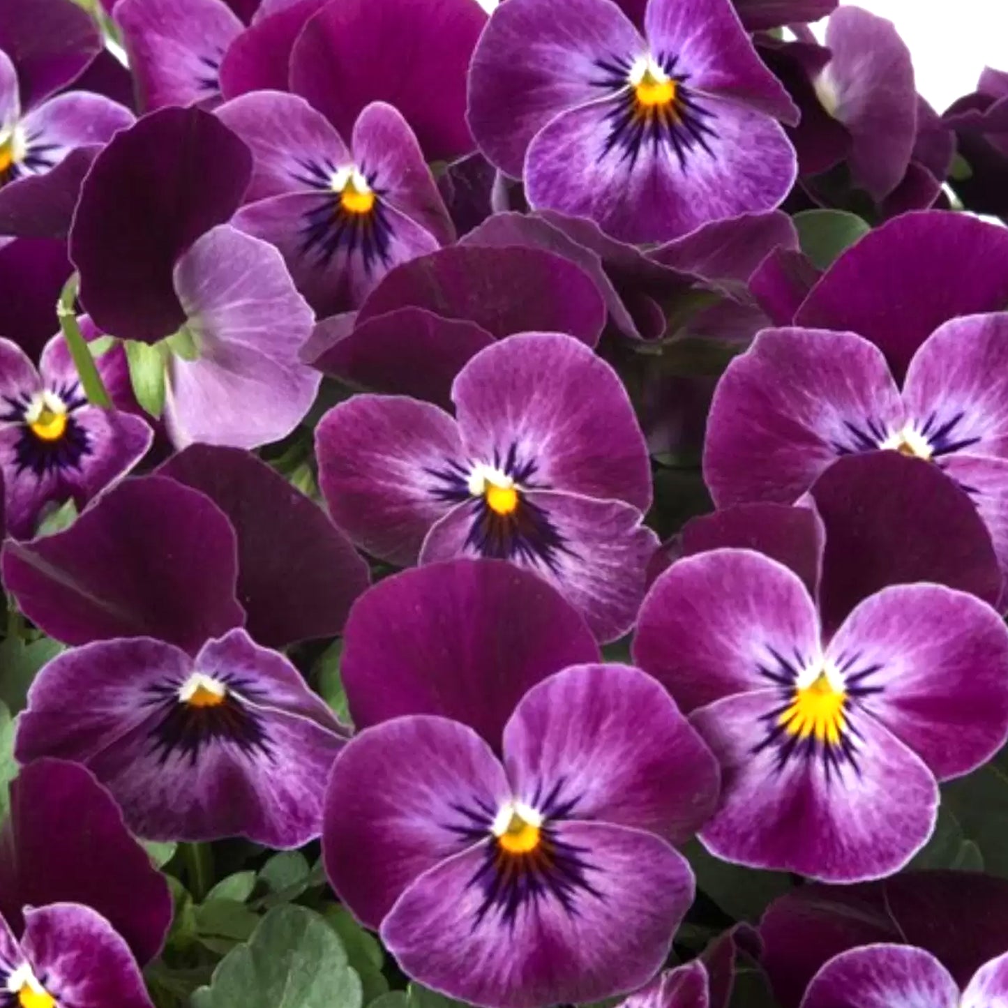 Bedding Plants - Viola Raspberry (10 Pack)