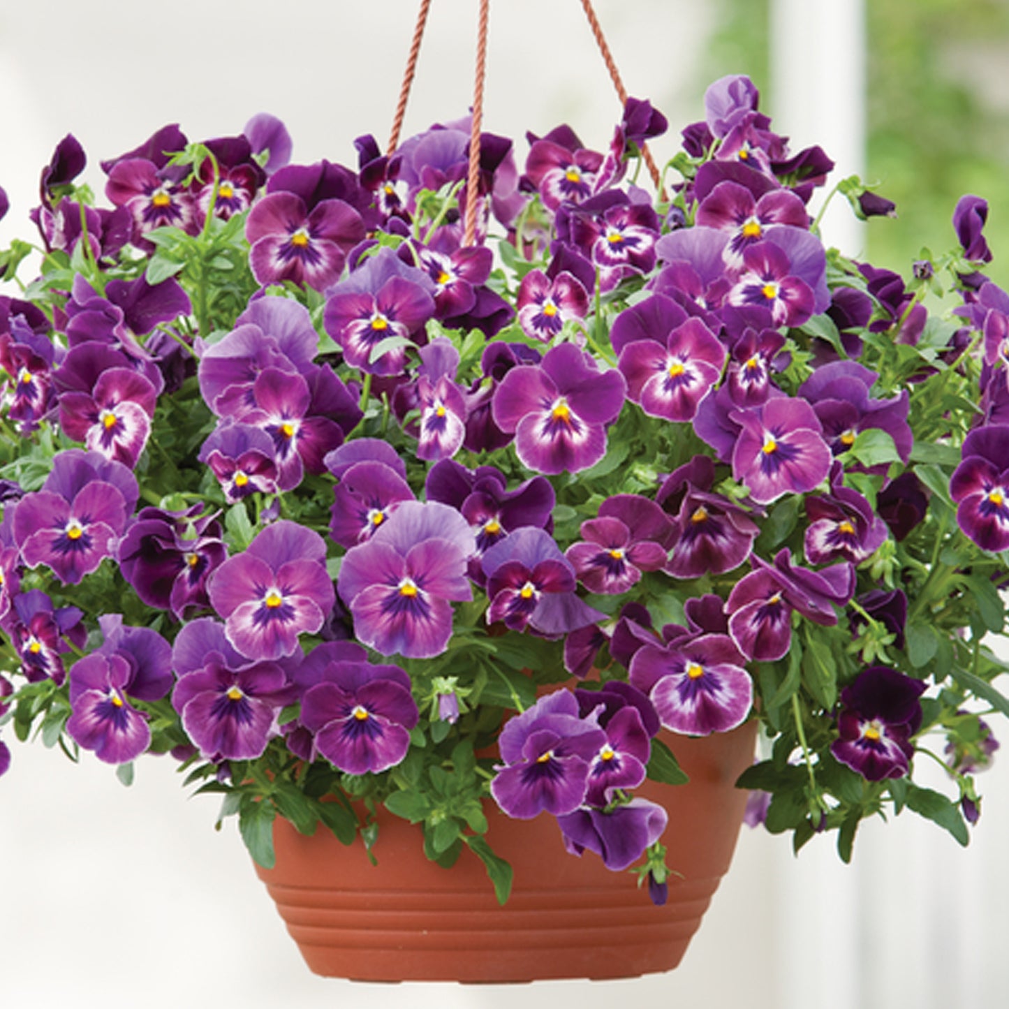 Bedding Plants - Viola Raspberry (10 Pack)