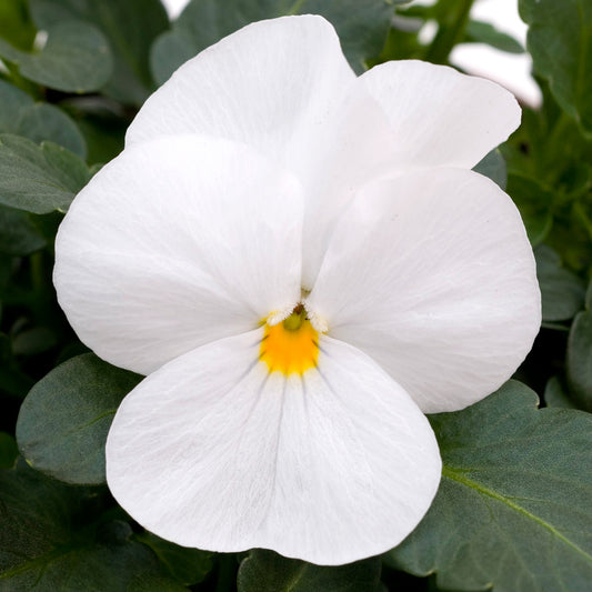 Bedding Plants - Viola White (10 Pack)