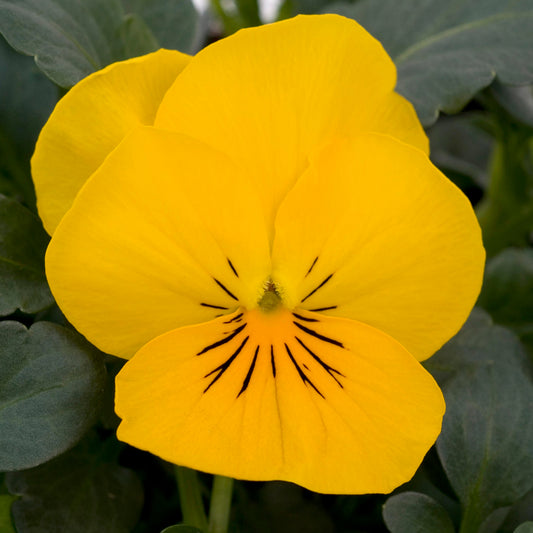 Bedding Plants - Viola Yellow (10 Pack)