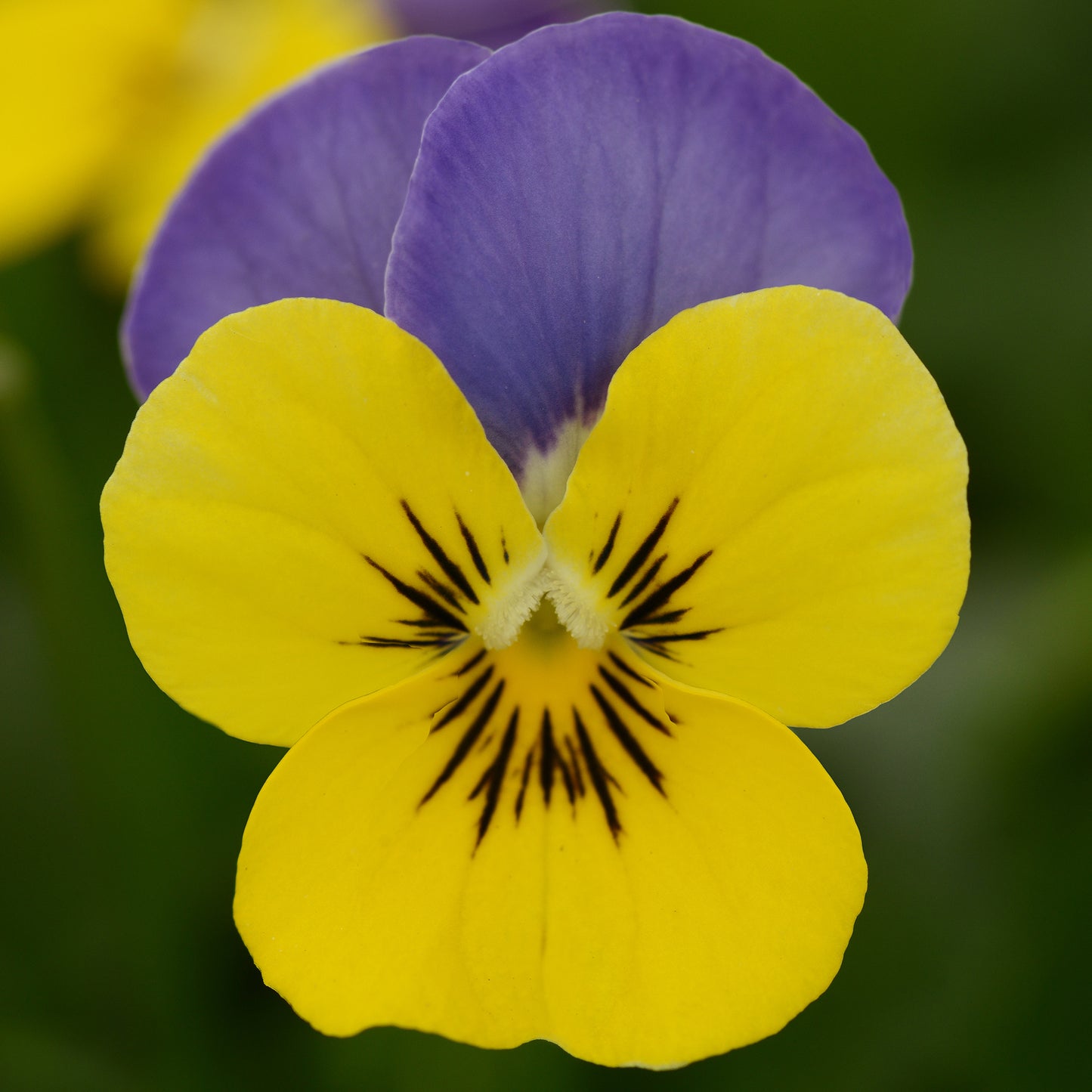 Bedding Plants - Viola Yellow and Blue (10 Pack)