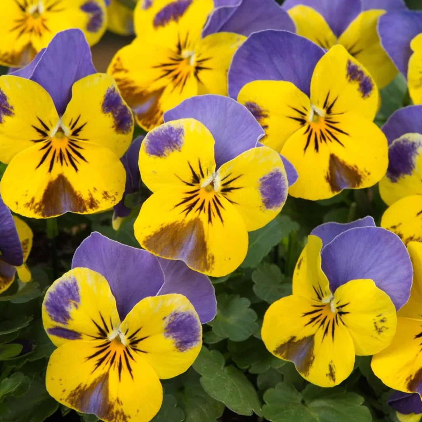 Bedding Plants - Viola Yellow and Blue (10 Pack)