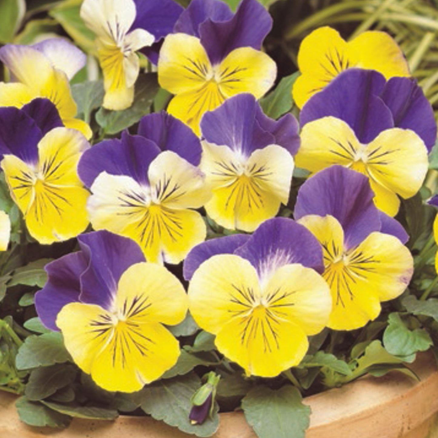 Bedding Plants - Viola Yellow and Blue (10 Pack)