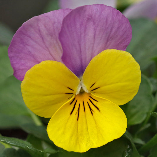 Bedding Plants - Viola Yellow and Pink (10 Pack)