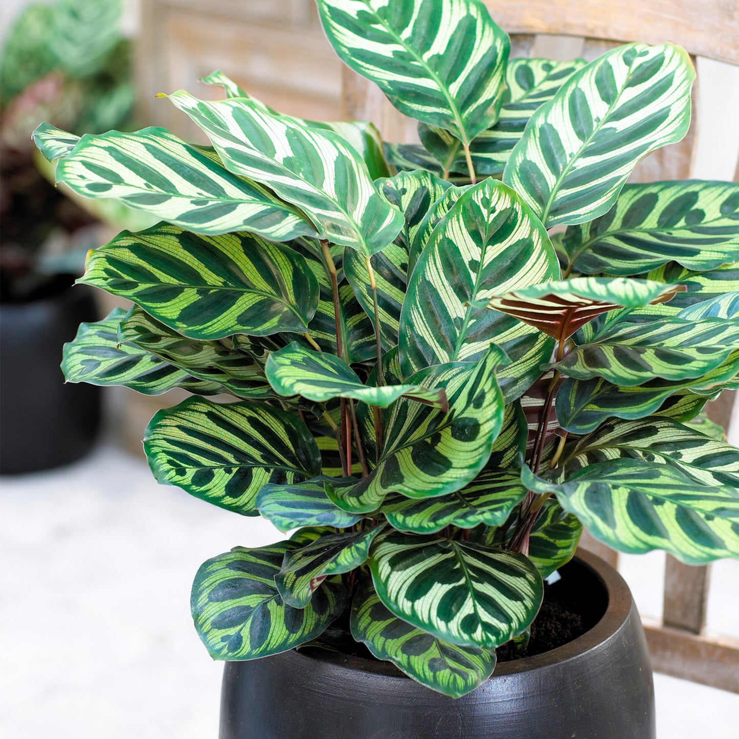 Calathea Makoyana (12cm) V4